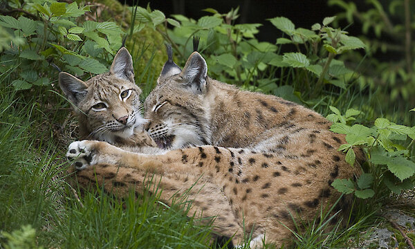 Luchs im Nationalpark Bayerischer Wald